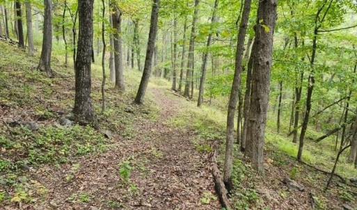 Photo #2 of ROCKY BRANCH RD, LURAY, VA 71.0 acres