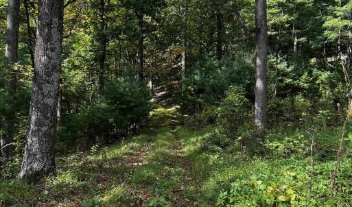 Photo #1 of ROCKY BRANCH RD, LURAY, VA 71.0 acres