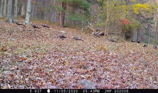 Photo #12 of ROCKY BRANCH RD, LURAY, VA 71.0 acres