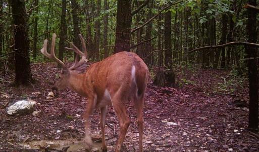 Photo #11 of ROCKY BRANCH RD, LURAY, VA 71.0 acres