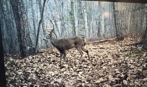 Photo #9 of ROCKY BRANCH RD, LURAY, VA 71.0 acres