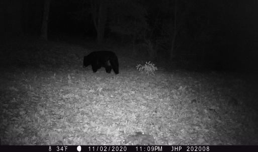 Photo #13 of ROCKY BRANCH RD, LURAY, VA 71.0 acres