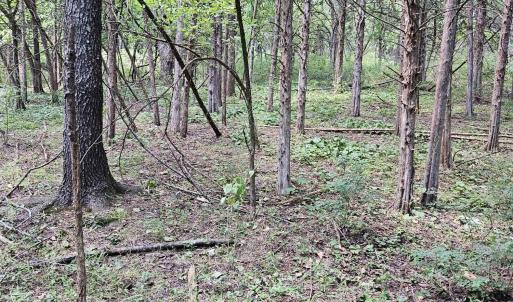 Photo #4 of 3.39 acres MOSSY CREEK RD, MOUNT SOLON, VA 3.4 acres