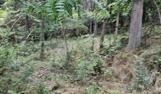 Photo #3 of 3.39 acres MOSSY CREEK RD, MOUNT SOLON, VA 3.4 acres