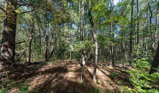 Photo #5 of ORANGE RD, PRATTS, VA 11.0 acres