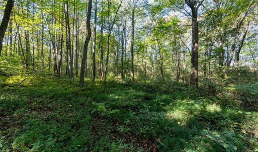 Photo #8 of ORANGE RD, PRATTS, VA 11.0 acres