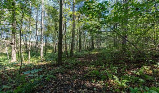 Photo #9 of ORANGE RD, PRATTS, VA 11.0 acres