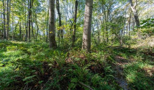 Photo #7 of ORANGE RD, PRATTS, VA 11.0 acres