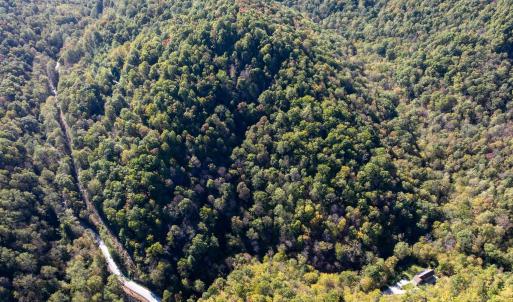 Photo #12 of 13630 CRABTREE FALLS HWY, TYRO, VA 22.8 acres