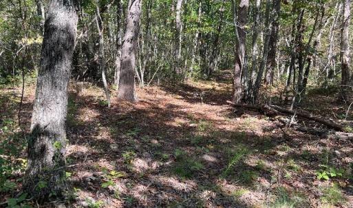 Photo #5 of tbd GERTIES LN, STUARTS DRAFT, VA 10.3 acres