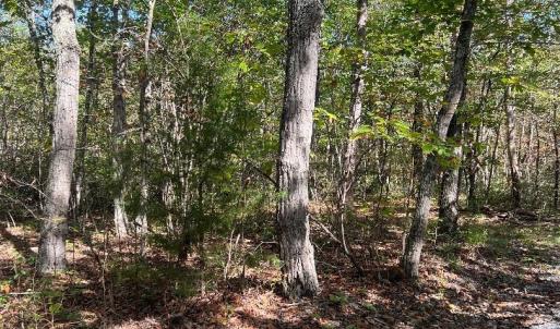 Photo #4 of tbd GERTIES LN, STUARTS DRAFT, VA 10.3 acres