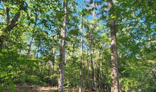 Photo #9 of 87 OLD FORK LN, PALMYRA, VA 8.1 acres