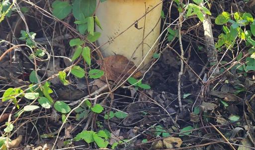 Photo #12 of 87 OLD FORK LN, PALMYRA, VA 8.1 acres