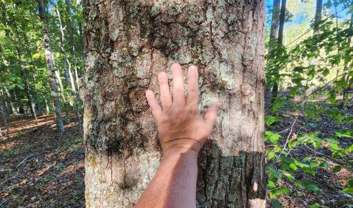 Photo #10 of 87 OLD FORK LN, PALMYRA, VA 8.1 acres