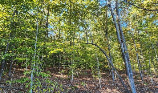 Photo #7 of 87 OLD FORK LN, PALMYRA, VA 8.1 acres