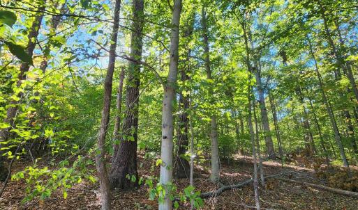 Photo #8 of 87 OLD FORK LN, PALMYRA, VA 8.1 acres