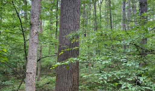 Photo #1 of Lot 2 WALDROP CHURCH RD, LOUISA, VA 3.3 acres