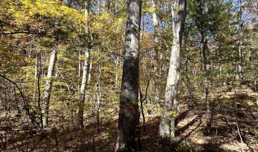 Photo #17 of 1225 LITTLE CALF PASTURE HWY, SWOOPE, VA 20.3 acres