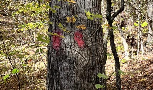 Photo #13 of 1225 LITTLE CALF PASTURE HWY, SWOOPE, VA 20.3 acres