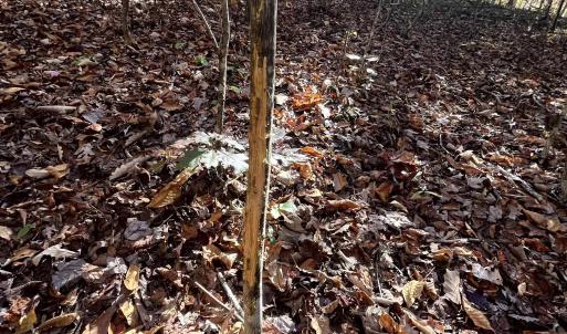 Photo #27 of 1225 LITTLE CALF PASTURE HWY, SWOOPE, VA 20.3 acres