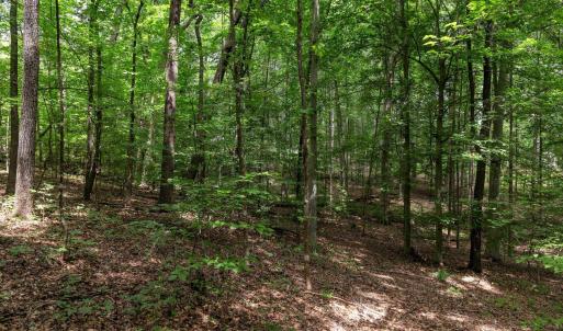 Photo #5 of Lot 69 PALMER PL, RUCKERSVILLE, VA 2.7 acres