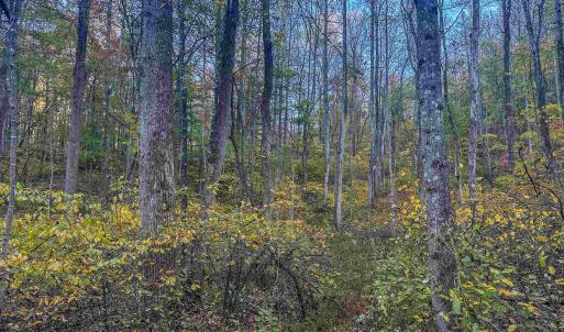 Photo #35 of TBD PEACEFUL LN, LOVINGSTON, VA 47.1 acres