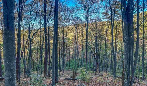 Photo #28 of TBD PEACEFUL LN, LOVINGSTON, VA 47.1 acres