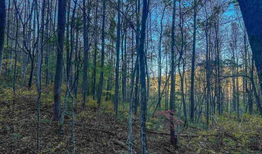 Photo #33 of TBD PEACEFUL LN, LOVINGSTON, VA 47.1 acres