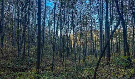 Photo #34 of TBD PEACEFUL LN, LOVINGSTON, VA 47.1 acres