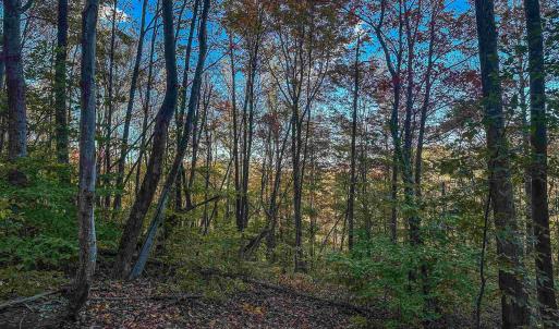 Photo #25 of TBD PEACEFUL LN, LOVINGSTON, VA 47.1 acres
