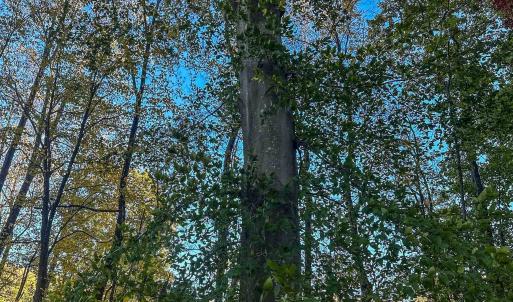 Photo #29 of TBD PEACEFUL LN, LOVINGSTON, VA 47.1 acres