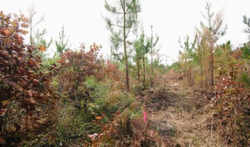 Photo #21 of TBA RIDGE RD, ARVONIA, VA 26.9 acres