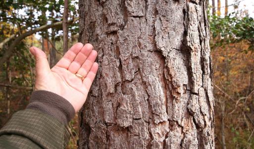 Photo #26 of TBA RIDGE RD, ARVONIA, VA 26.9 acres