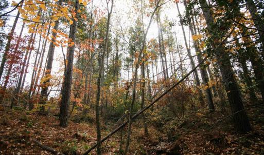 Photo #23 of TBA RIDGE RD, ARVONIA, VA 26.9 acres