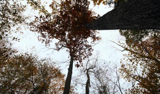 Photo #11 of TBA RIDGE RD, ARVONIA, VA 26.9 acres