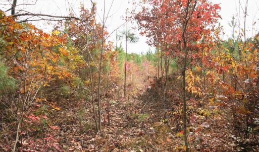 Photo #18 of TBA RIDGE RD, ARVONIA, VA 26.9 acres