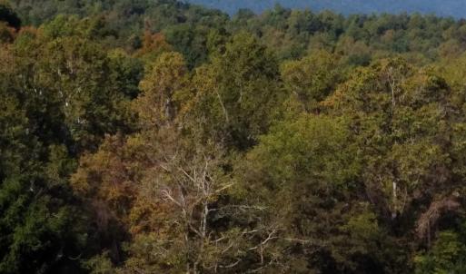Photo #3 of TAYLOR CREEK RD, AFTON, VA 4.5 acres