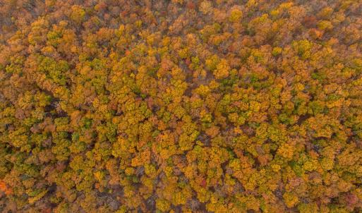 Photo #30 of TBD INCH RUN LN, LYNDHURST, VA 54.0 acres