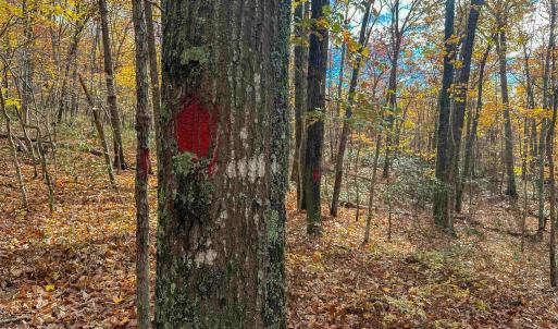 Photo #34 of TBD INCH RUN LN, LYNDHURST, VA 54.0 acres