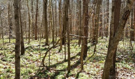 Photo #11 of 2647 PENNY LN, CHARLOTTESVILLE, VA 28.0 acres