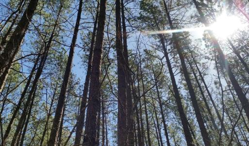 Photo #4 of 2647 PENNY LN, CHARLOTTESVILLE, VA 28.0 acres