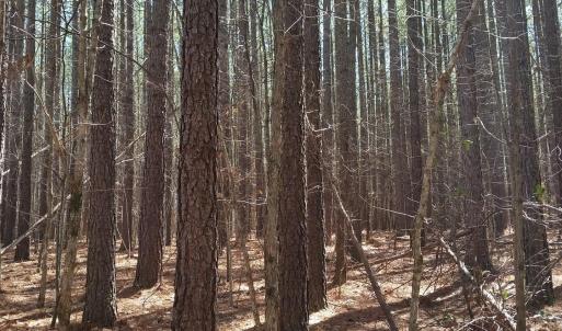 Photo #21 of 2647 PENNY LN, CHARLOTTESVILLE, VA 28.0 acres