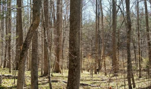 Photo #13 of 2647 PENNY LN, CHARLOTTESVILLE, VA 28.0 acres