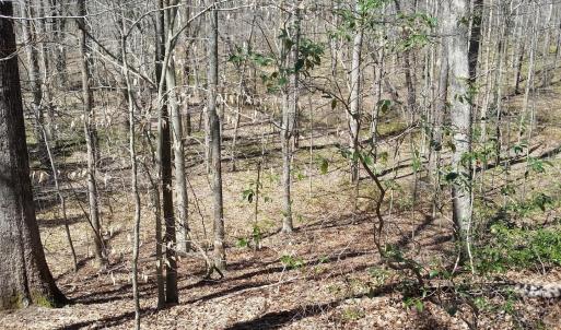 Photo #25 of 2647 PENNY LN, CHARLOTTESVILLE, VA 28.0 acres