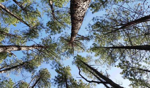 Photo #24 of 2647 PENNY LN, CHARLOTTESVILLE, VA 28.0 acres