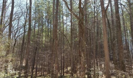 Photo #20 of 2647 PENNY LN, CHARLOTTESVILLE, VA 28.0 acres