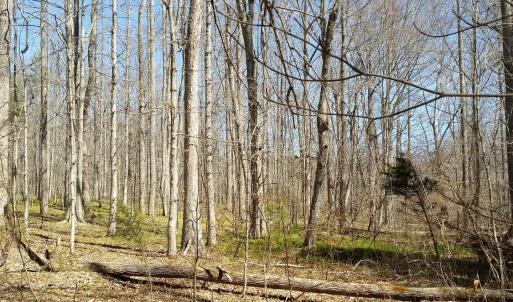 Photo #16 of 2647 PENNY LN, CHARLOTTESVILLE, VA 28.0 acres