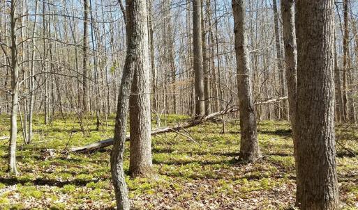 Photo #14 of 2647 PENNY LN, CHARLOTTESVILLE, VA 28.0 acres
