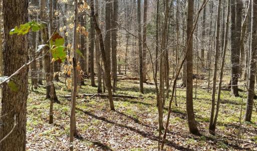 Photo #9 of 2647 PENNY LN, CHARLOTTESVILLE, VA 28.0 acres