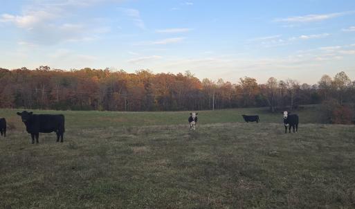 Photo #27 of OCTONIA RD, STANARDSVILLE, VA 55.4 acres